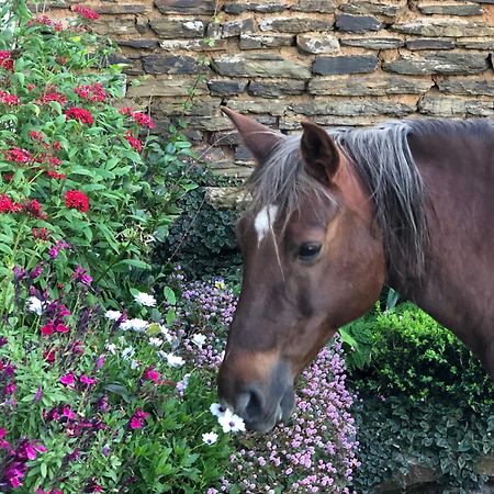 Newstead Farm - Country Cottages Curry's Post Luaran gambar