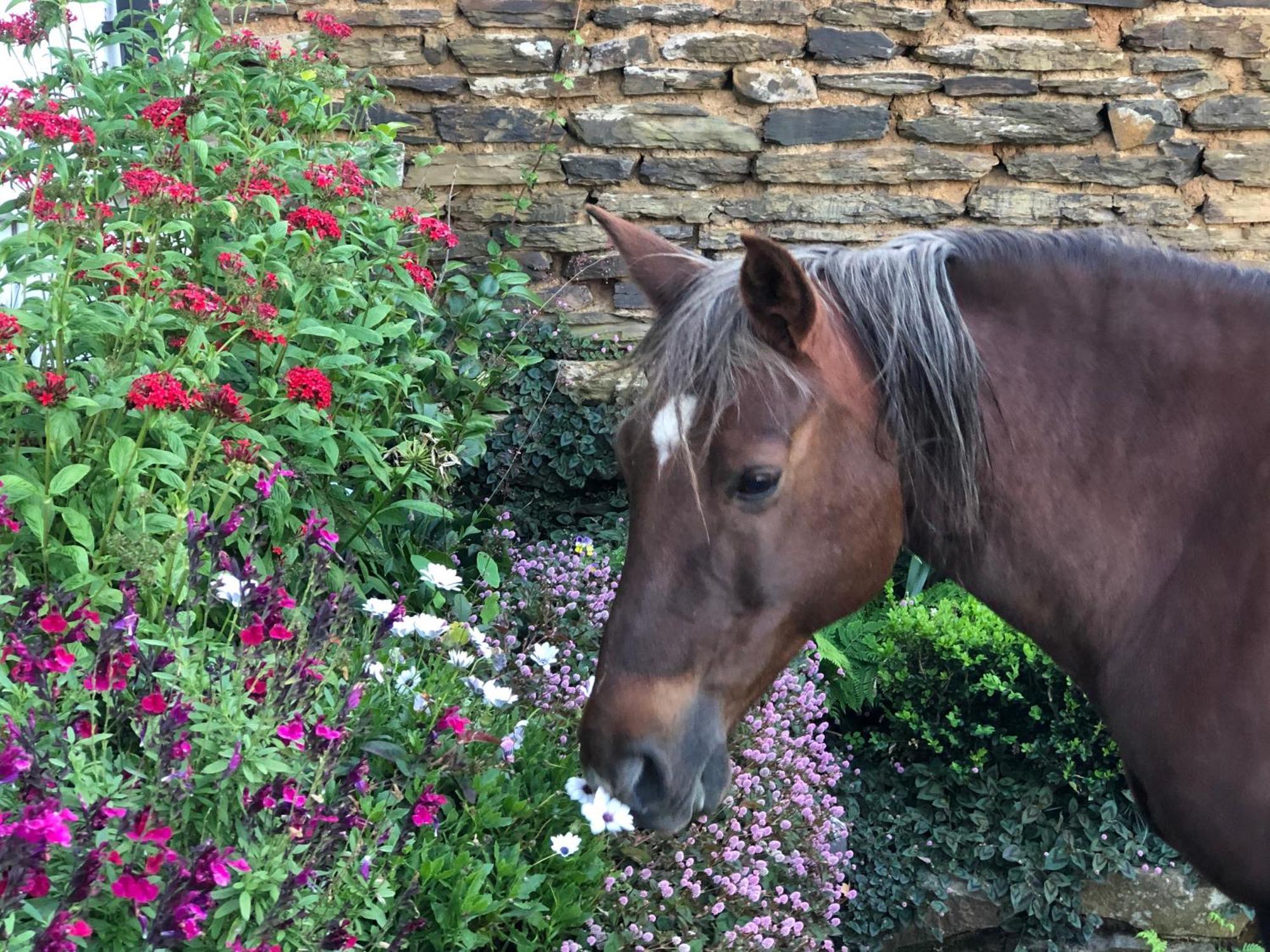 Newstead Farm - Country Cottages Curry's Post Luaran gambar